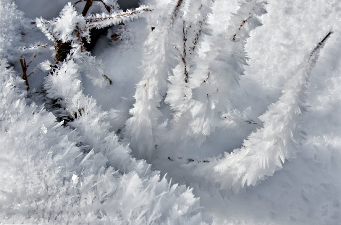 meadow-hoar-frost